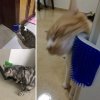 Kočičí hřeben, kartáč na kočky, odstraňovač chlupů (možnost montáže na zeď)
