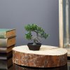 Umělá rostlina – bonsai – 10 x 13 cm