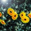 Solární světelný řetěz – květ – 2 m – 20 teplých bílých LED