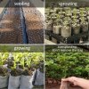 100 ks biologicky rozložitelných sáčků na pěstování sazenic