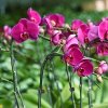 1 balenie 20 ks klipsů na orchideje