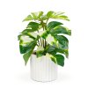 Chytrá dekorace – filodendron – zelená/žlutá – 20 x 8 cm