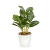 Dekorace z umělých rostlin – fitónie – 20 x 9 cm