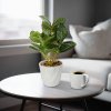 Dekorace z umělých rostlin – fitónie – 20 x 9 cm