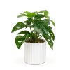 Umělá rostlina dekorace – filodendron – zelená – 20 x 8 cm