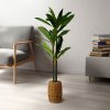 Umělá rostlina dekorace - Dracaena Fragrans - 1,1-1,2 m