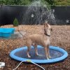 AquaFun Psí bazén s vodní sprchou – Letní ochlazení hravou formou