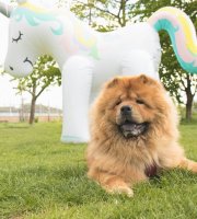 Maxi stříkající nafukovací jednorožec
